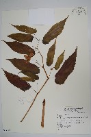 登錄號:S069348藏品圖，第1張