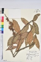 印度苦櫧藏品圖，第1張