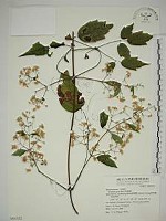 串鼻龍藏品圖，第1張