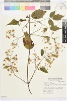 串鼻龍藏品圖，第2張