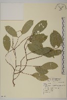 登錄號:S069361藏品圖，第1張