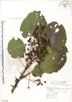 山桐子藏品圖，第1張