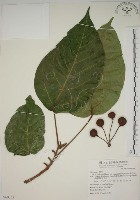 幹花榕藏品圖，第1張