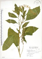 美洲商陸藏品圖，第1張