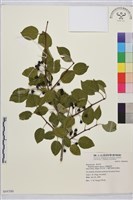 銳齒鼠李藏品圖，第1張