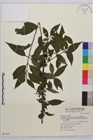 畢祿山鼠李藏品圖，第1張