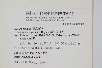 黃花鳳仙花藏品圖，第2張