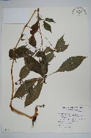 棣慕華鳳仙花藏品圖，第1張