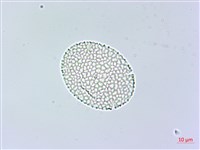 棣慕華鳳仙花藏品圖，第3張