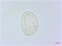 棣慕華鳳仙花藏品圖，第4張
