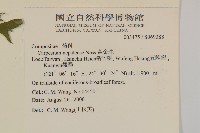 黃金珠藏品圖，第2張