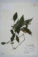 臺灣馬藍藏品圖，第1張