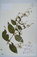牛膝藏品圖，第1張