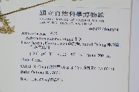 牛膝藏品圖，第2張