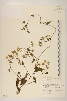 蔓澤蘭藏品圖，第1張