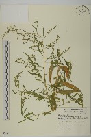 臭杏、土荊芥藏品圖，第1張