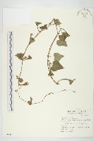 紅花野牽牛藏品圖，第1張