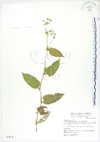 火炭母草、清飯藤藏品圖，第1張