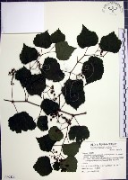 漢氏山葡萄藏品圖，第1張