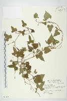 紅花野牽牛藏品圖，第1張