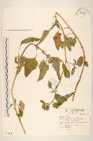 王爺葵、五瓜金英藏品圖，第4張