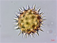 王爺葵、五瓜金英藏品圖，第2張