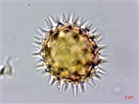 王爺葵、五瓜金英藏品圖，第3張