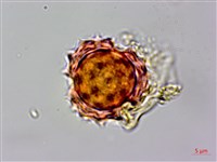 登錄號:S069442藏品圖，第2張