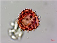 登錄號:S069442藏品圖，第3張