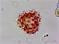 登錄號:S069442藏品圖，第4張