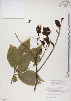 椆樹桑寄生, 大葉榿寄生藏品圖，第1張