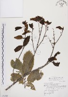 椆樹桑寄生, 大葉榿寄生藏品圖，第1張