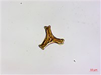 木蘭桑寄生藏品圖，第2張