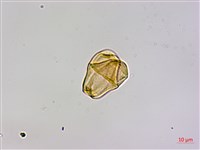 木蘭桑寄生藏品圖，第3張