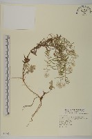 玉山抱莖籟簫藏品圖，第1張