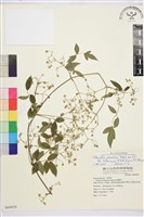 梨山小蓑衣藤藏品圖，第1張