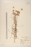 細葉鼠麴草藏品圖，第1張