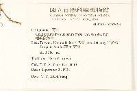 細葉鼠麴草藏品圖，第2張