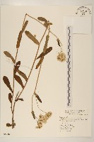 紅面番藏品圖，第1張