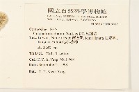 紅面番藏品圖，第2張