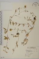 狗筋蔓藏品圖，第1張