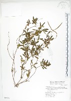 石吊蘭、吊石苣苔藏品圖，第1張