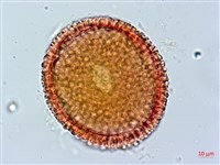 牻牛兒苗藏品圖，第1張