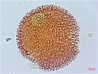 牻牛兒苗藏品圖，第2張