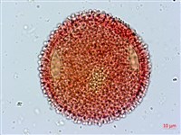 牻牛兒苗藏品圖，第3張