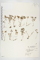 能高佛甲草藏品圖，第1張