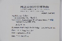 刻脈冬青藏品圖，第2張