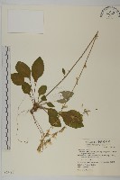 臺灣鬼督郵藏品圖，第1張