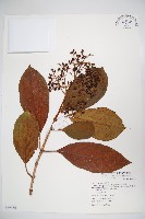 著生珊瑚樹藏品圖，第1張