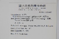 阿里山忍冬、漸尖葉忍冬藏品圖，第2張